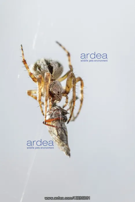  : Gorse Orbweaver - in web with prey