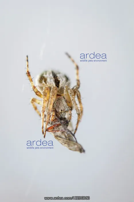 : Gorse Orbweaver - in web with prey : Gorse Orbweaver - in web with prey