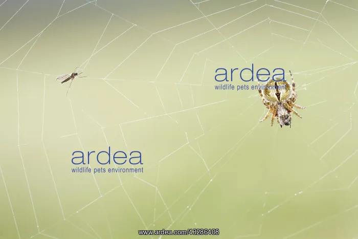 : Gorse Orbweaver - in web with prey : Gorse Orbweaver - in web with prey