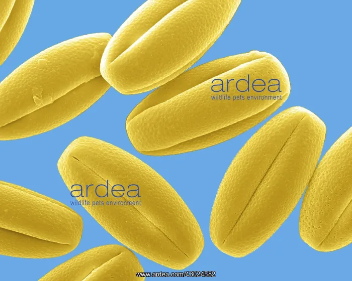 : Gorse Pollen : Gorse Pollen