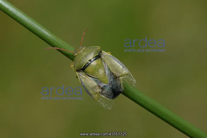 : Gorse Shield Bug (Piezodorus lituratus) : Gorse Shield Bug (Piezodorus lituratus)