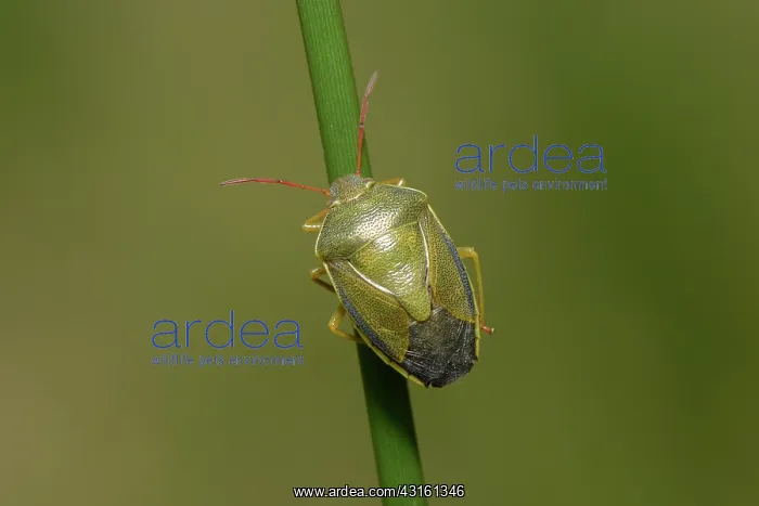 : Gorse Shield Bug (Piezodorus lituratus) : Gorse Shield Bug (Piezodorus lituratus)