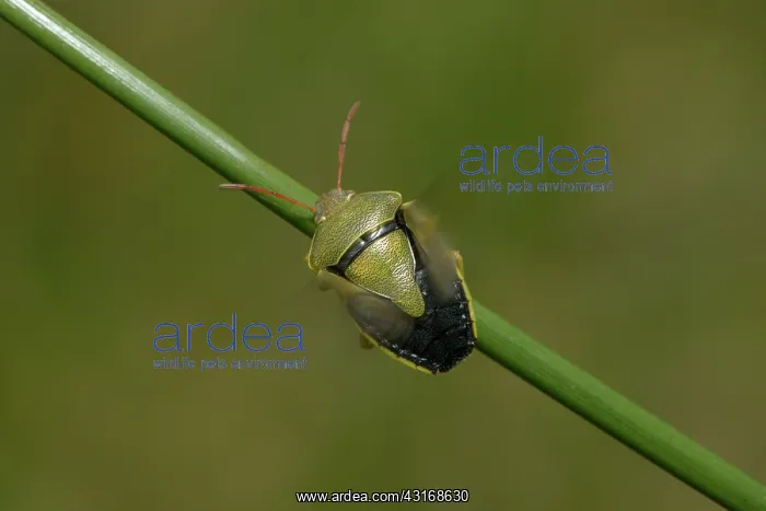 : Gorse Shield Bug (Piezodorus lituratus) : Gorse Shield Bug (Piezodorus lituratus)