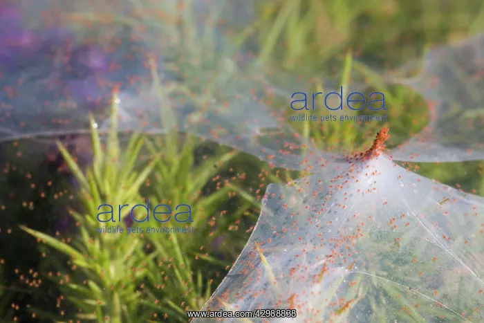 : Gorse Spider Mite - on Gorse : Gorse Spider Mite - on Gorse
