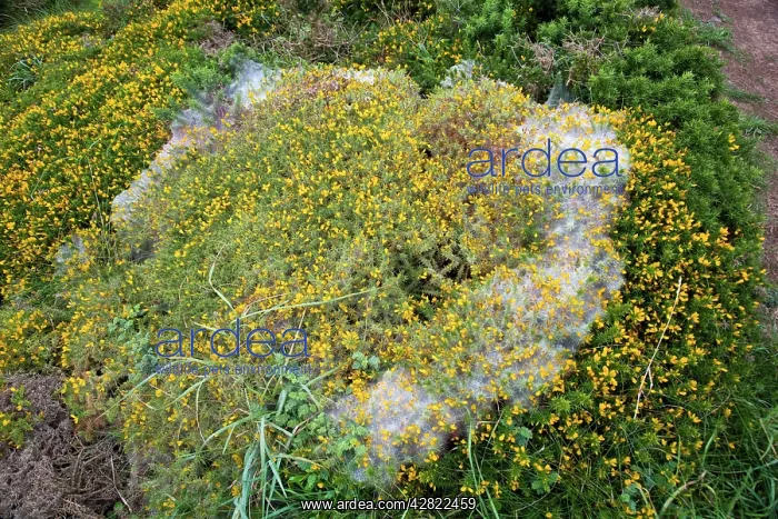 : Gorse Spider Mite web : Gorse Spider Mite web