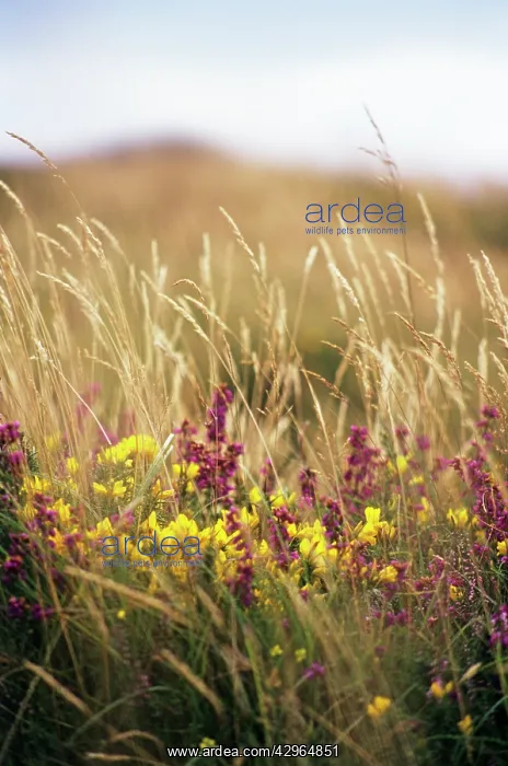 : Gorse, Ulex europaeus : Gorse, Ulex europaeus