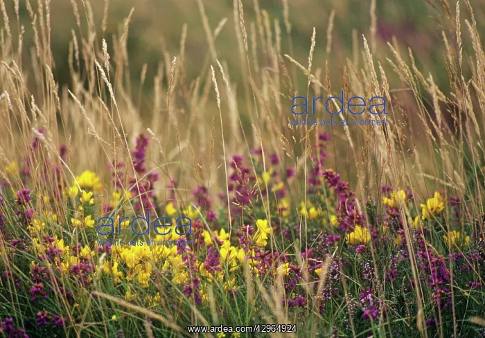 : Gorse, Ulex europaeus : Gorse, Ulex europaeus