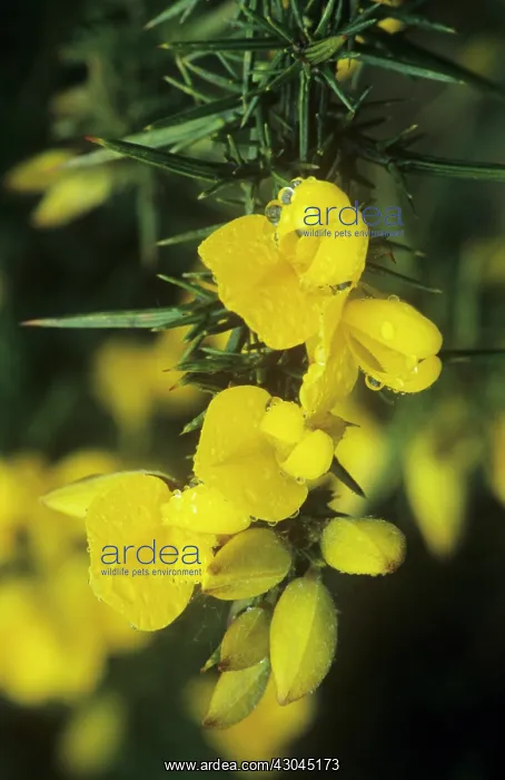  : Gorse, Ulex europaeus