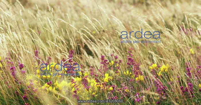 : Gorse, Ulex europaeus : Gorse, Ulex europaeus