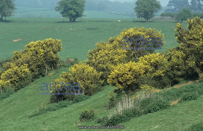 : Gorse (Ulex europaeus) bushes flowering : Gorse (Ulex europaeus) bushes flowering