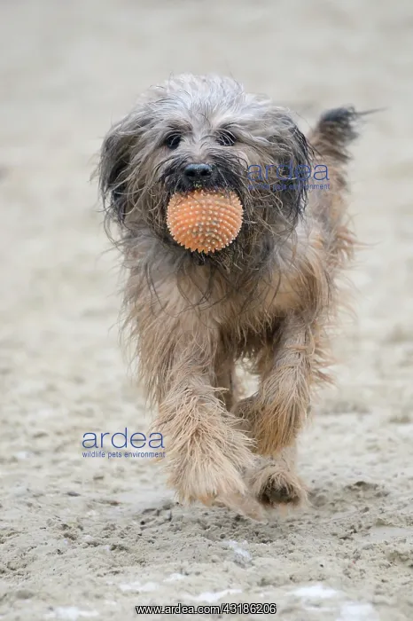 : Gos d'Atura or Catal&, x803;atalan Sheepdog, running : Gos d'Atura or Catal&, x803;atalan Sheepdog, running