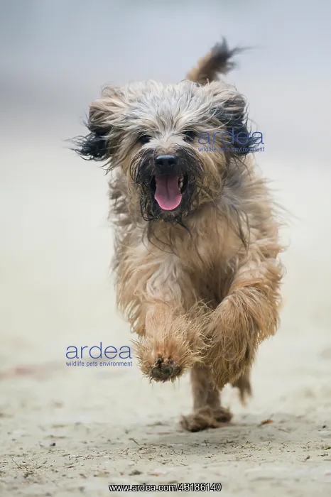 : Gos d'Atura Catal&, x82f;r Catalan Sheepdog, running : Gos d'Atura Catal&, x82f;r Catalan Sheepdog, running