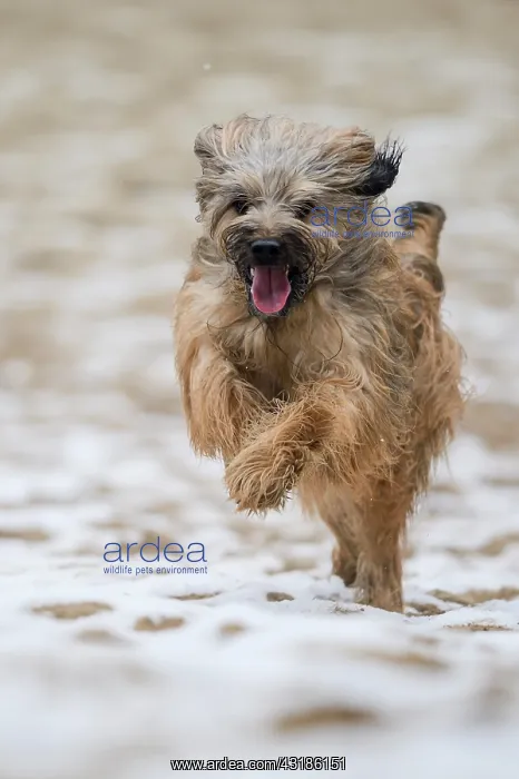 : Gos d'Atura Catal&, x82f;r Catalan Sheepdog, running : Gos d'Atura Catal&, x82f;r Catalan Sheepdog, running