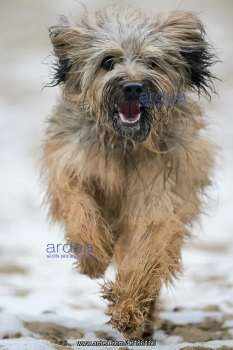 : Gos d'Atura Catal&, x82f;r Catalan Sheepdog, running : Gos d'Atura Catal&, x82f;r Catalan Sheepdog, running