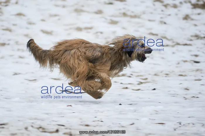 : Gos d'Atura Catal&, x82f;r Catalan Sheepdog, running : Gos d'Atura Catal&, x82f;r Catalan Sheepdog, running