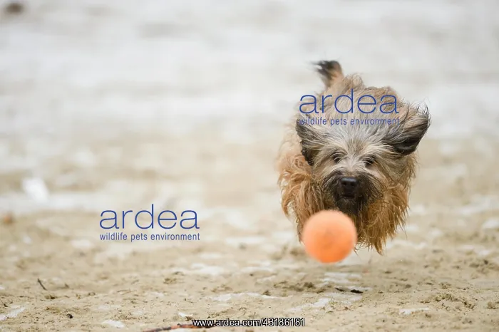 : Gos d'Atura Catal&, x82f;r Catalan Sheepdog, running : Gos d'Atura Catal&, x82f;r Catalan Sheepdog, running