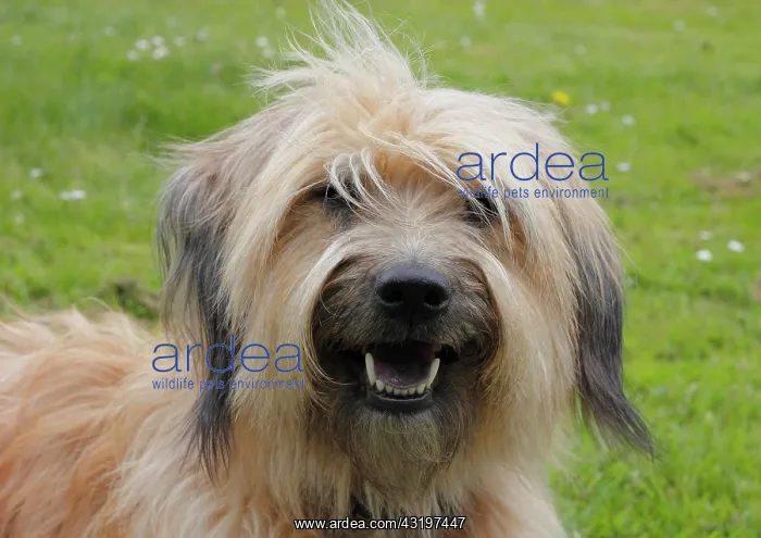 : Gos d'Atura Catal&, x82f;r Catalan Sheepdog Katalanischer : Gos d'Atura Catal&, x82f;r Catalan Sheepdog Katalanischer