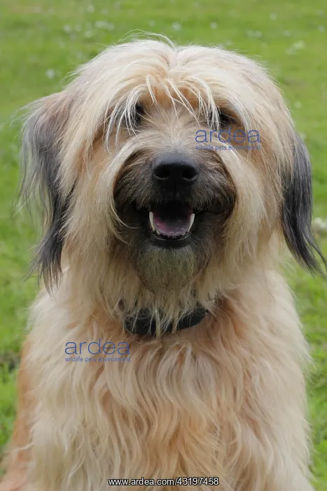 : Gos d'Atura Catal&, x82f;r Catalan Sheepdog Katalanischer : Gos d'Atura Catal&, x82f;r Catalan Sheepdog Katalanischer