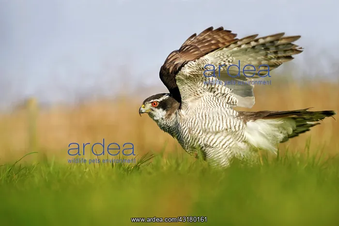 : Goshawk. Gashawk (Accipiter gentillis) spreading wings : Goshawk. Gashawk (Accipiter gentillis) spreading wings