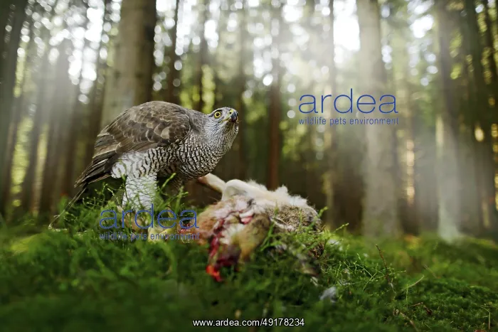 : Goshawk, Accipiter gentilis, feeding on killed hare in the forest : Goshawk, Accipiter gentilis, feeding on killed hare in the forest