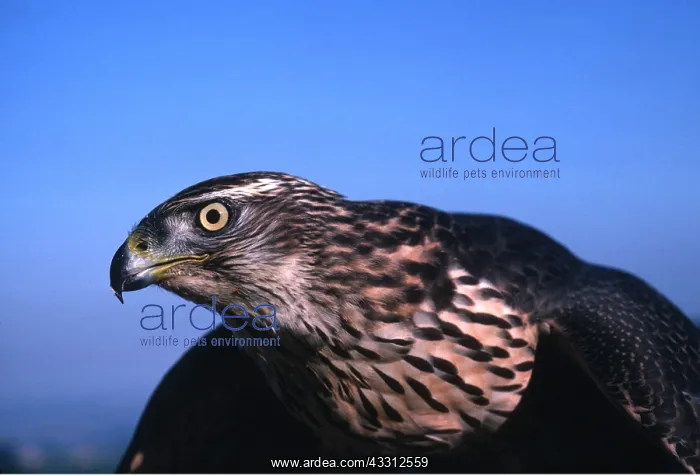 : GOSHAWK - close-up : GOSHAWK - close-up
