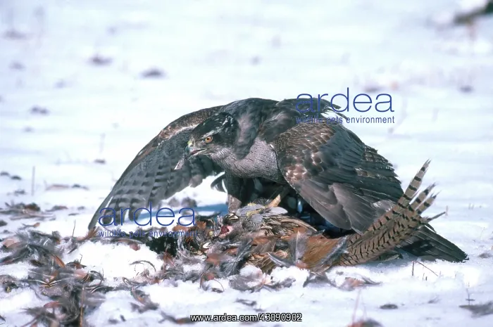 : Goshawk Eating Pheasant : Goshawk Eating Pheasant