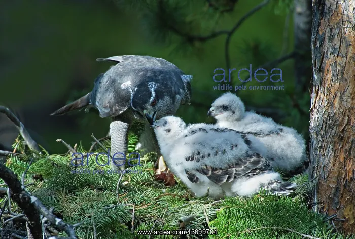 : Goshawk feeding chicks in nest : Goshawk feeding chicks in nest