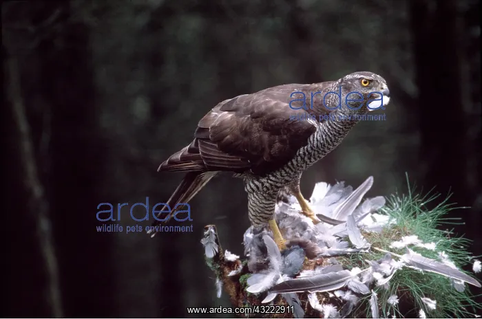 : GOSHAWK - Female, with bird prey, at plucking post : GOSHAWK - Female, with bird prey, at plucking post