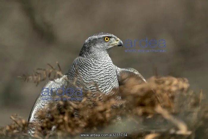  : Goshawk - Female - Captive - UK
