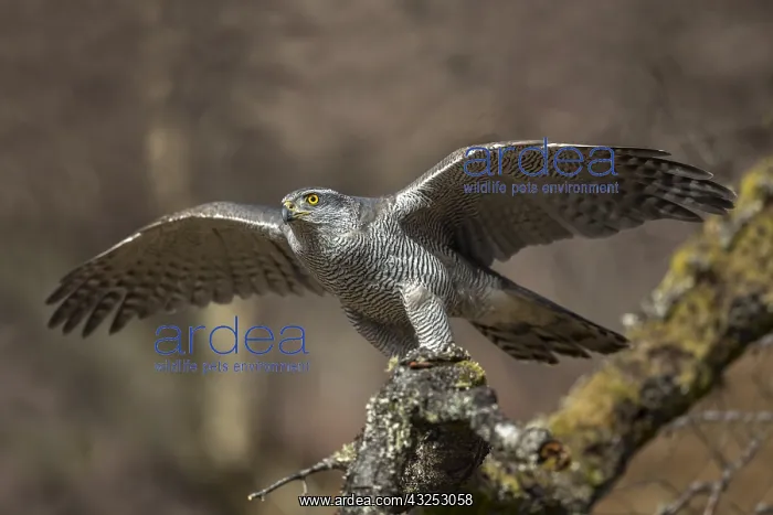 : Goshawk - Female - Captive - UK : Goshawk - Female - Captive - UK
