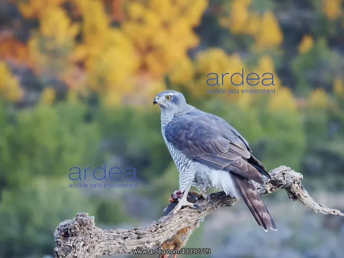 : Goshawk - female feeding on Red Legged Partridge : Goshawk - female feeding on Red Legged Partridge