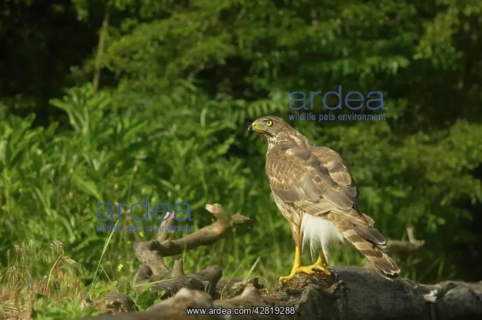 : Goshawk - Female perched in forest : Goshawk - Female perched in forest