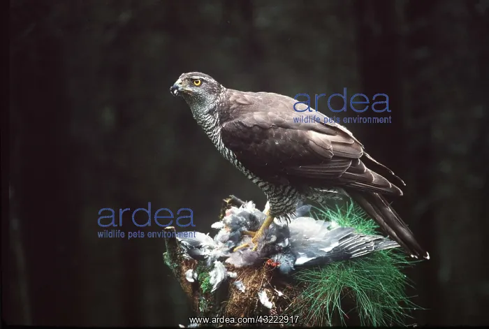 : GOSHAWK - female on plucking post with prey : GOSHAWK - female on plucking post with prey