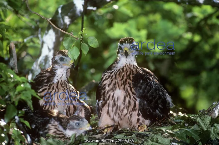 : Goshawk - two fledglings : Goshawk - two fledglings