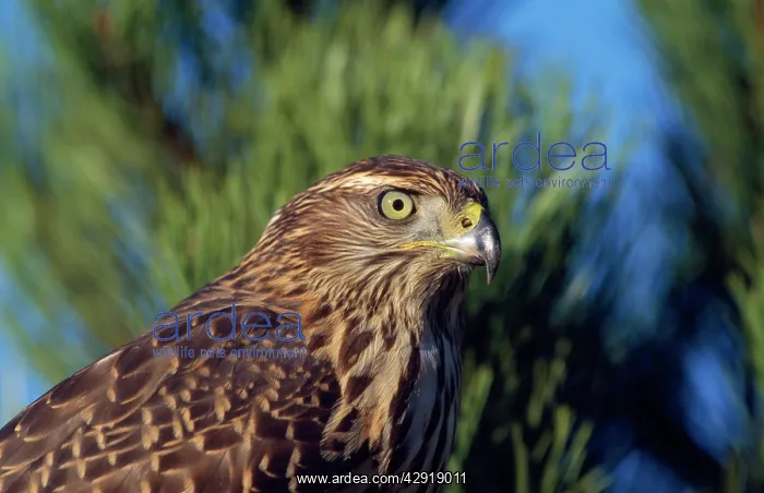 : Goshawk - immature female : Goshawk - immature female
