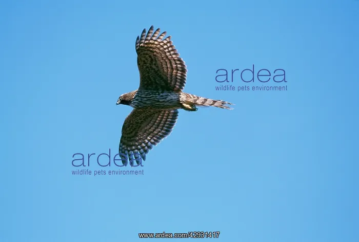 : GOSHAWK - Immature, in flight : GOSHAWK - Immature, in flight