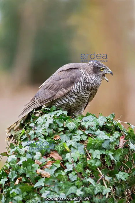: Goshawk - male calling : Goshawk - male calling
