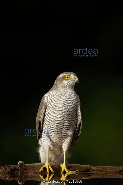 : Goshawk - Male at drinking pool in forest : Goshawk - Male at drinking pool in forest
