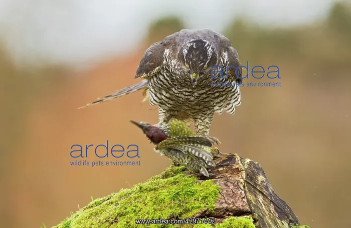 : Goshawk - male feeding on Green Woodpecker : Goshawk - male feeding on Green Woodpecker