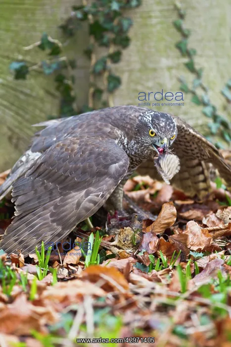 : Goshawk - male feeding on Woodcock : Goshawk - male feeding on Woodcock