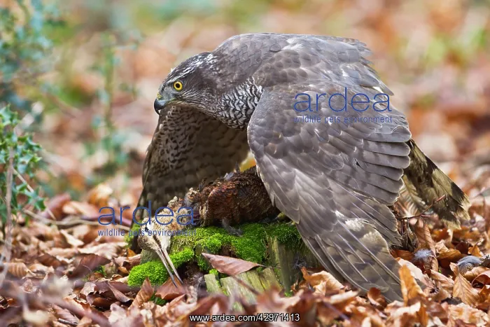: Goshawk - male feeding on Woodcock : Goshawk - male feeding on Woodcock