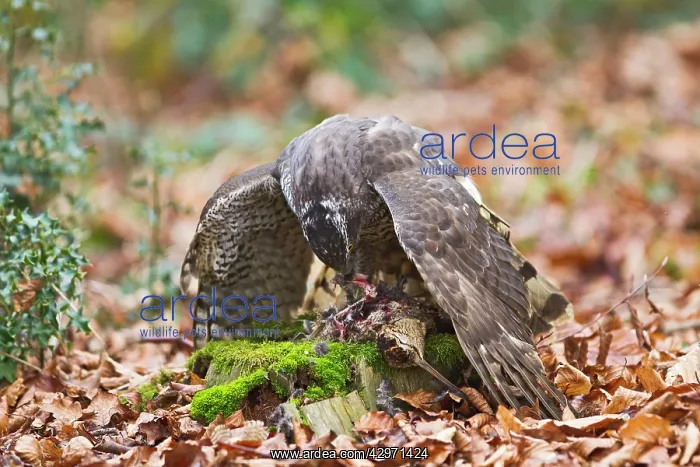  : Goshawk - male feeding on Woodcock