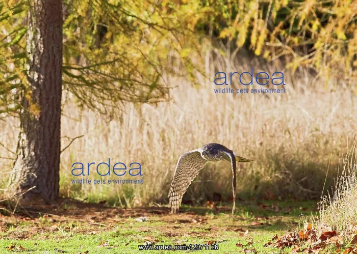 : Goshawk - male flying through larch trees : Goshawk - male flying through larch trees