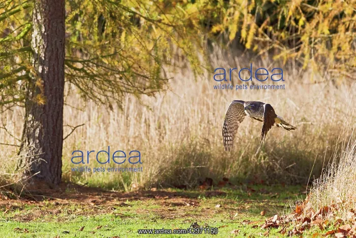 : Goshawk - male flying through larch trees : Goshawk - male flying through larch trees