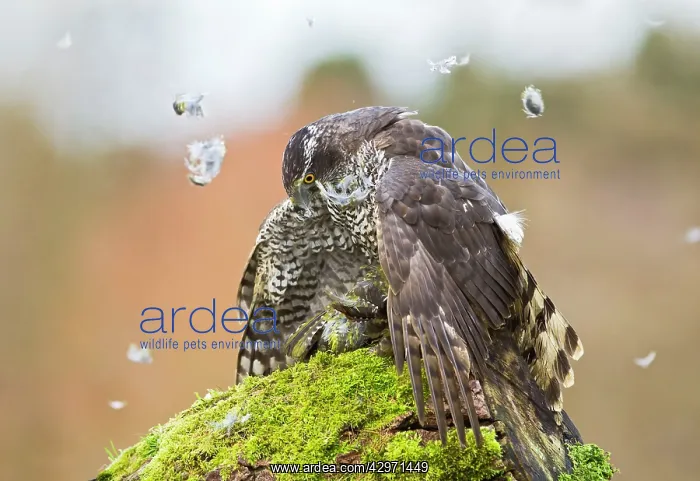 : Goshawk - male plucking Green Woodpecker : Goshawk - male plucking Green Woodpecker