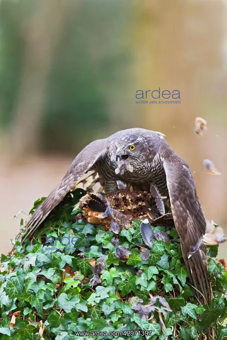 : Goshawk - male plucking Woodcock : Goshawk - male plucking Woodcock