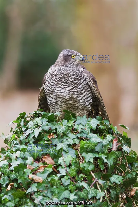 : Goshawk - male in woodland : Goshawk - male in woodland