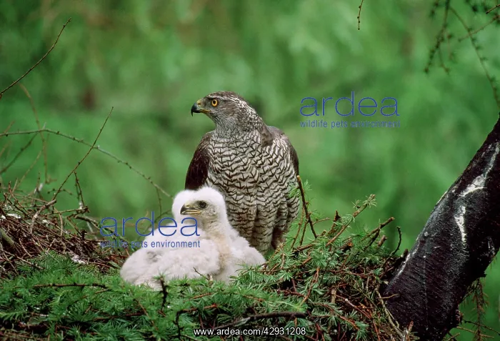 : GOSHAWK - at nest, with chicks : GOSHAWK - at nest, with chicks