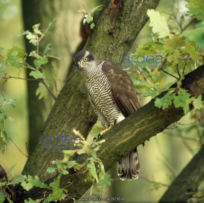 : GOSHAWK - PERCHING IN TREE : GOSHAWK - PERCHING IN TREE