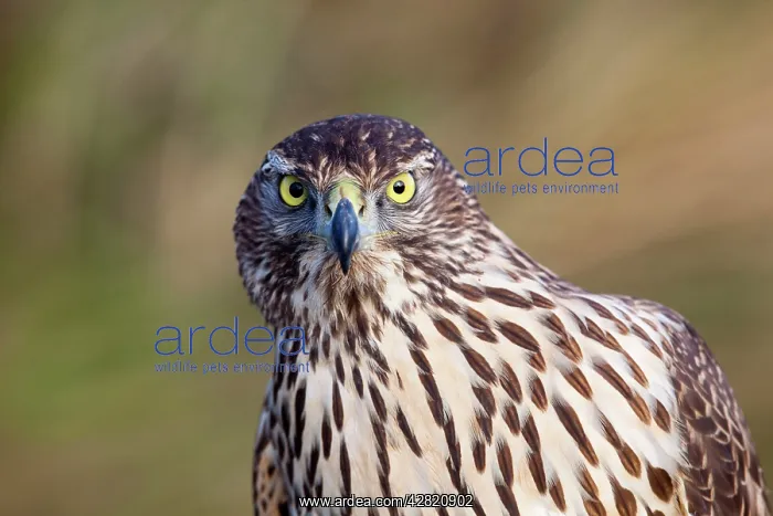 : Goshawk Portrait : Goshawk Portrait
